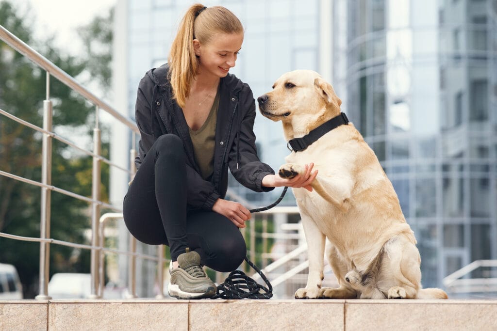 Köpek Eğitmenliği Sertifikası
